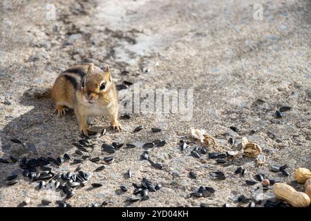 Front view of a chipmunk. Sunflower seeds and peanuts on the ground around him. Stock Photo