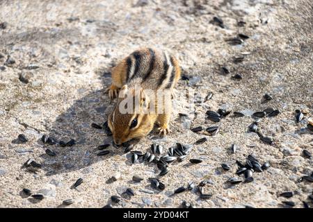 Front view of a chipmunk eating sunflower seeds on the ground around him. Stock Photo
