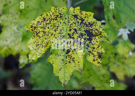 White poplar Populus alba leaf rotting at the beginning of autumn, Alcoy, Spain Stock Photo