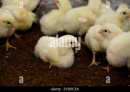 A tiny, adorable chick stands out among its siblings, all nestled on a bed of soft, earthy bedding. Stock Photo