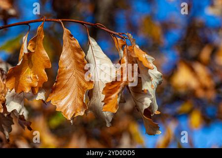 A branch of dried leaves against a mottled blue background in Steveston British Columbia Canada Stock Photo