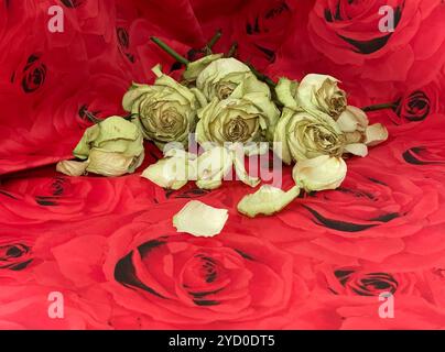 Dried roses lie atop a vibrant red background, with pale petals scattered as if frozen in time, creating a haunting contrast fit for Halloween’s dark Stock Photo