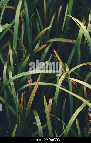 Dark thick blades of grass. High quality photo Stock Photo