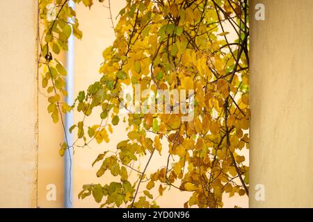 Pastel yellow plastered wall and tree branches with autumn foliage. Old plastered wall and hanging branches with autumn leaves, yellow background. Stock Photo