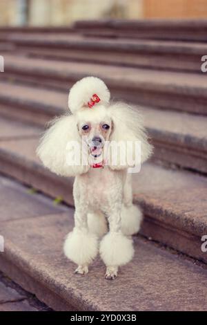 Dog poodle with a haircut for a walk. Dog Poodle. Dog with a haircut Stock Photo