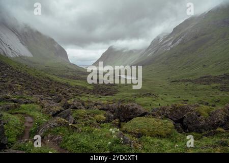 A hiker strolls through the lush valleys of Bunes Beach in the Lofoten Islands, where dense fog blankets the grassy terrain and rocky slopes, creating Stock Photo