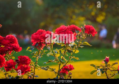 red roses in the evening light growing flowers rose garden. Flowers for ...