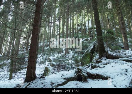 Wander through a peaceful grove in the Swiss Saxony national park, where frost covers the ground and sunlight filters through towering conifer trees, Stock Photo