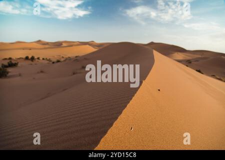 The Sahara Desert in Morocco showcases expansive, sunlit sand dunes that stretch across the landscape. The warm beige sands and gentle slopes create a Stock Photo