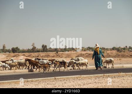 Countryside, Morocco, July 23th 2019: A shepherd leads their sheep and goats down a dusty Moroccan road under the sun Stock Photo