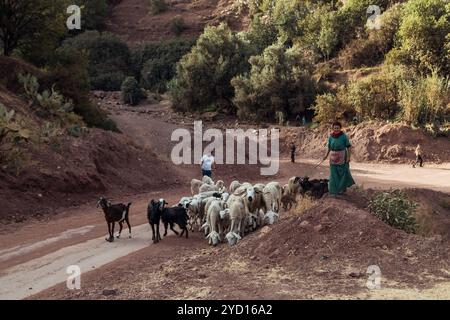 Countryside, Morocco, July 23th 2019: Herding goats along a dirt road in the hills of Morocco's rural landscape Stock Photo