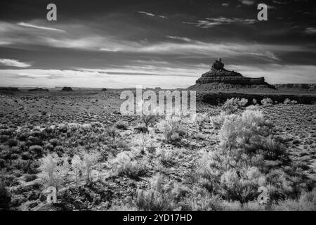 Cottonwood trees, West Lime Creek Wash, and Franklin Butte in Valley of the Gods, Utah. Stock Photo