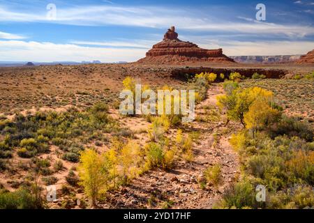 Cottonwood trees, West Lime Creek Wash, and Franklin Butte in Valley of the Gods, Utah. Stock Photo