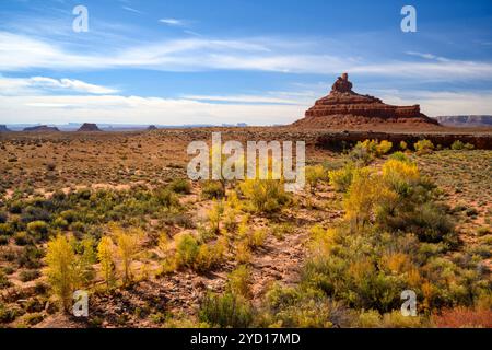 Cottonwood trees, West Lime Creek Wash, and Franklin Butte in Valley of the Gods, Utah. Stock Photo