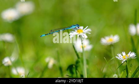 Common Blue Damselfly perched on a daisy Stock Photo
