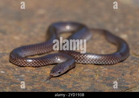 A cute Common Wolf Snake (Lycophidion capense) in the wild Stock Photo