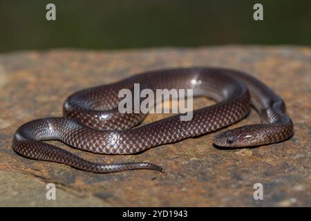 A cute Common Wolf Snake (Lycophidion capense) in the wild Stock Photo