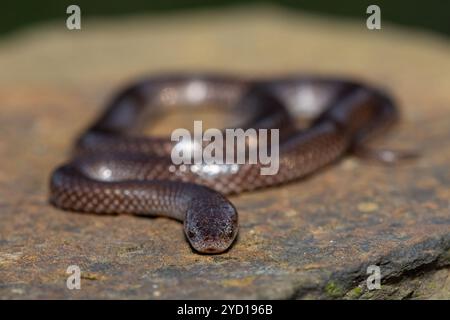 A cute Common Wolf Snake (Lycophidion capense) in the wild Stock Photo