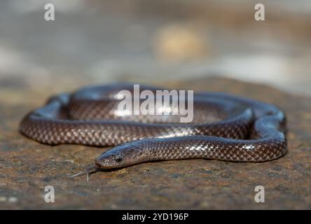 A cute Common Wolf Snake (Lycophidion capense) in the wild Stock Photo