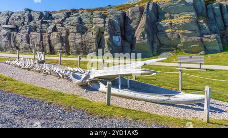 Skeleton of a fin whale that has been named Foggy by locals  is on display on the Leif Ericson Train near the Cape Forchu Lighthouse. Stock Photo