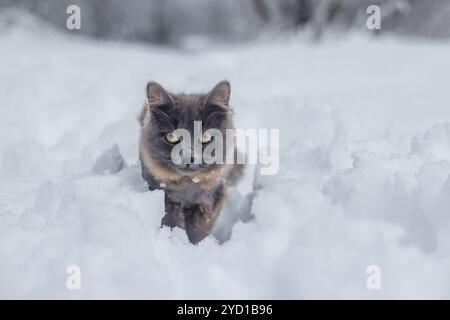 Gray cat walking in the snow. Pet walks on white snow Stock Photo