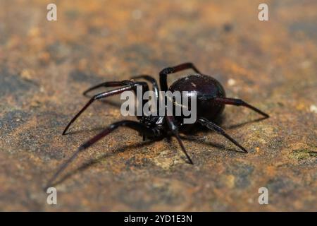 False Button Spider False button spider (Steatoda sp.), also known as a black cobweb spider ...