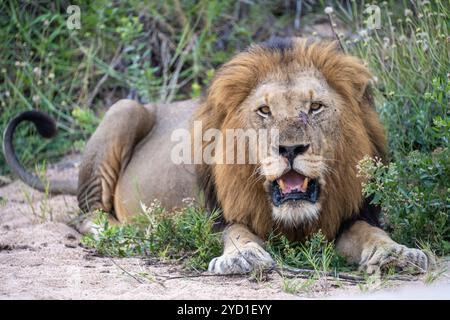 male lion at Kruger National Park, South Africa Stock Photo