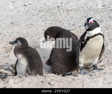 two young chicks with parent at Boulders Beach, South Africa Stock Photo