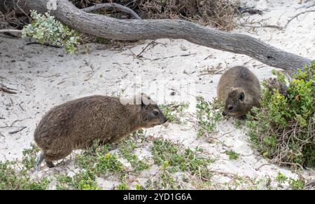 two rock hyraxes near Boulders Beach and Simons Town, South Africa Stock Photo