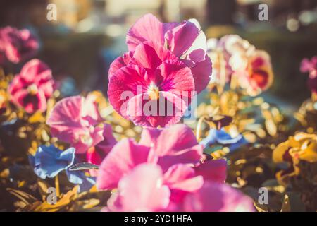 Burgundy pansies. Flowers in the flowerbed at sunset. Beautiful summer flowers. Stock Photo