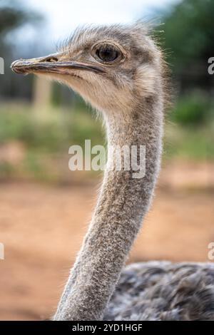 head of a female ostrich Stock Photo