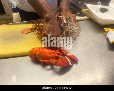 Detail of a freshly cooked whole lobster, about to be cut up for a meal. At Young's Lobster Pound at the harbor of Belfast, Maine, USA. Stock Photo