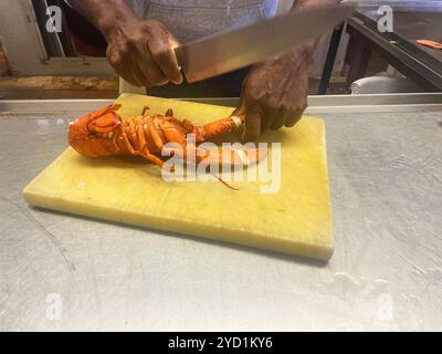 Detail of a freshly cooked whole lobster, about to be cut up for a meal. At Young's Lobster Pound at the harbor of Belfast, Maine, USA. Stock Photo