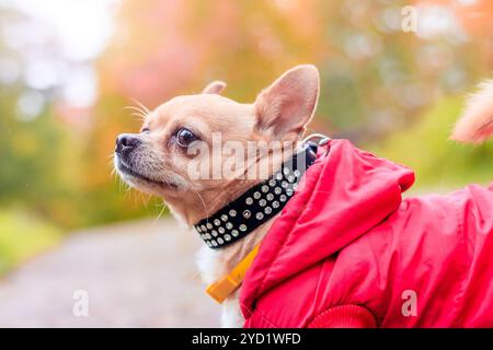 Chihuahua dog on a walk in the park. A small dog. Bright dog. Light color. Home pet. Stock Photo