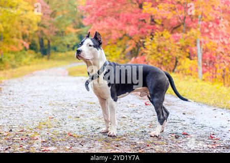 Amstaff dog on a walk in the park. Big dog. Bright dog. Light color. Home pet. Black and white dog Stock Photo