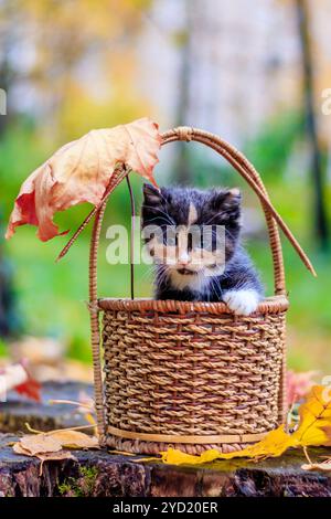 Kitten sitting in the basket. kitten on a walk in autumn. pet. Stock Photo