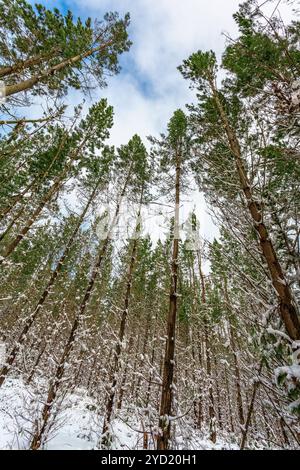 Tall pine trees covered in heavy snow in a winter wonderland Stock ...