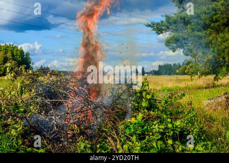 Burning sick bushes. Big fire. Smoke from the fire. Flame. Stock Photo