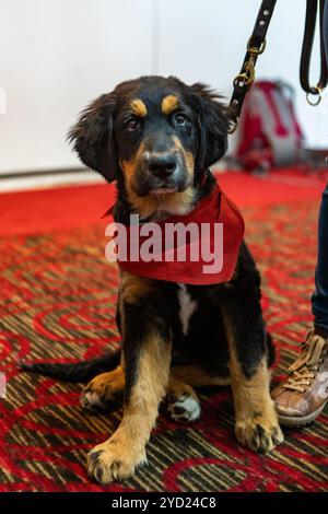 A close up snout view of a beautiful Bernese Mountain Dog puppy, wearing a red bandanna sitting next to owner's legs indoors, cute pup portrait. Stock Photo