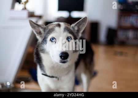 An inquisitive Siberian Husky is seen close up indoors. Snout view of a one year old healthy pet dog with short white and grey coat stands in family r Stock Photo