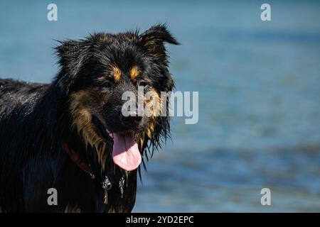 Similar dog Australian shepherd plays in the river Stock Photo