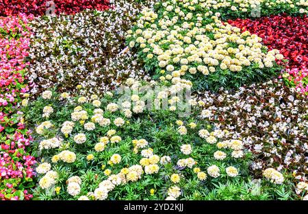 Flower background from various colorful flowers Stock Photo