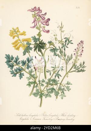 Solid-bulbous corydalis, Corydalis solida, yellow corydalis, Pseudo-fumaria lutea, white climbing corydalis, Ceratocapnos claviculata, common fumitory, Fumaria officinalis, and white ramping fumitory, Fumaria capreolata. Hand-coloured lithograph by Henry Noel Humphreys after a botanical illustration by Jane Loudon from her book British Wild Flowers, William Smith, London, 1846. Stock Photo