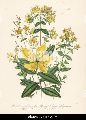 Larger flowered St John's wort, Hypericum calycinum, St Peter's wort, Hypericum tetrapterum, common St John's wort, Hypericum perforatum, upright St John's wort, Hypericum pulchrum, and marsh St. John's wort, Hypericum elodes. Hand-coloured lithograph by Henry Noel Humphreys after a botanical illustration by Jane Loudon from her book British Wild Flowers, William Smith, London, 1846. Stock Photo