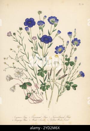 Common flax, Linum usitatissimum, perennial blue flax, Linum perenne, narrowleaf flax, Linum bienne, purging flax, Linum catharticum, wood sorrel, Oxalis acetosella, and yellow wood sorrel, Oxalis corniculata. Hand-coloured lithograph by Henry Noel Humphreys after a botanical illustration by Jane Loudon from her book British Wild Flowers, William Smith, London, 1846. Stock Photo