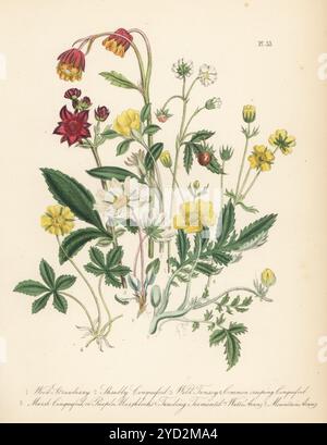 Wood strawberry, Fragaria vesca, shrubby cinquefoil, Dasiphora fruticosa, wild tansy, Argentina anserina, creeping cinquefoil, Potentilla reptans, marsh cinquefoil or purple marshlocks, Potentilla comarum, trailing tormentil, Potentilla nemoralis, water avens, Geum rivale, and mountain avens, Dryas octopetala. Hand-coloured lithograph by Henry Noel Humphreys after a botanical illustration by Jane Loudon from her book British Wild Flowers, William Smith, London, 1846. Stock Photo