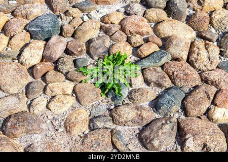 Green plant is growing on the cobblestone pavement Stock Photo