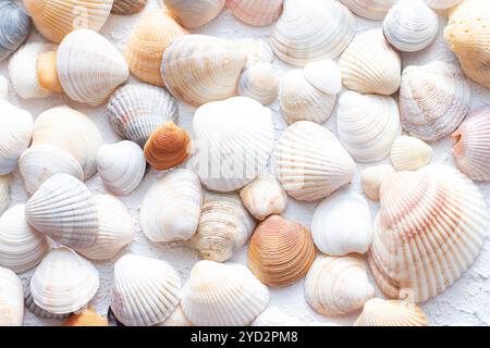 Shells on a light background . Article about vacation. Sea shells lie on a light background Stock Photo
