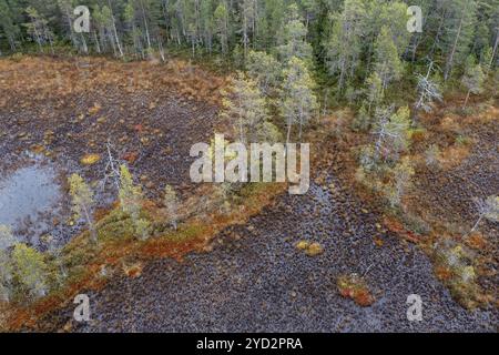 Drone image, aerial view, close-up, wetland, bog in autumn, Lapland, Finland, Europe Stock Photo