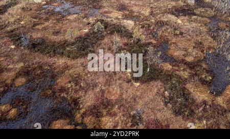 Drone image, aerial view, close-up, wetland, bog in autumn, Lapland, Finland, Europe Stock Photo